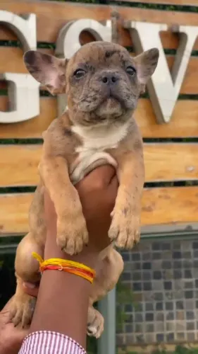 Welcome to Amit Pet Shop Nagpu