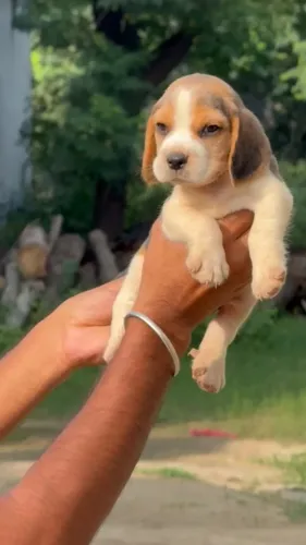 Amit Pet Shop – Best Pet Shop 