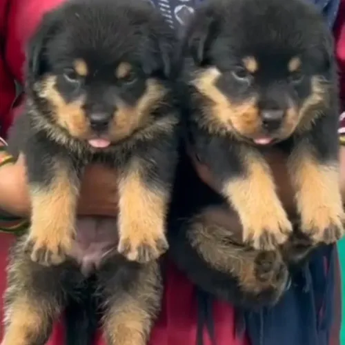 Amit Pet Shop Nagpur – Your Tr