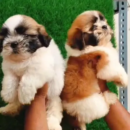 🐶 Shih Tzu Puppies at Amit Pe