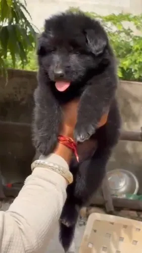 🐕 German Shepherd Puppies Ava