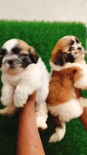 🐶✨ Shih Tzu Puppies Available
