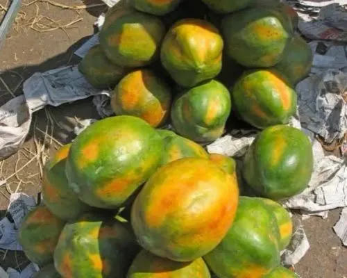Papaya wholesalers 🚛15 no , taiwan, ICE 786 previ