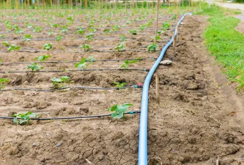 Buying drip irrigation equipment and designing an 