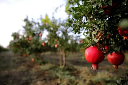 A commercial fruit farm can require significant ex