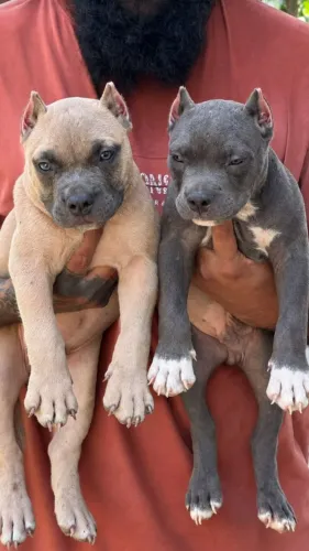 Welcome to Amit Pet Shop β Nag