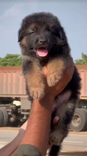 π Long Coat German Shepherd P