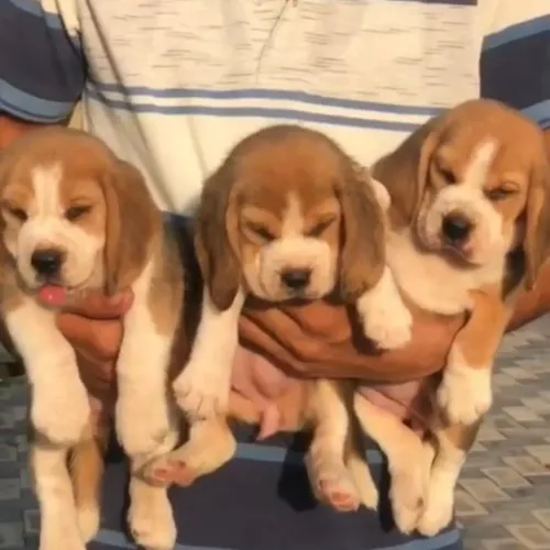 All Types of Dog Breed Puppies