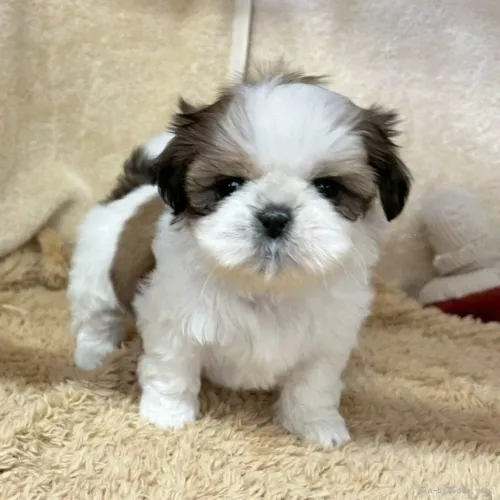 πΎ Adorable Shih Tzu Puppies a