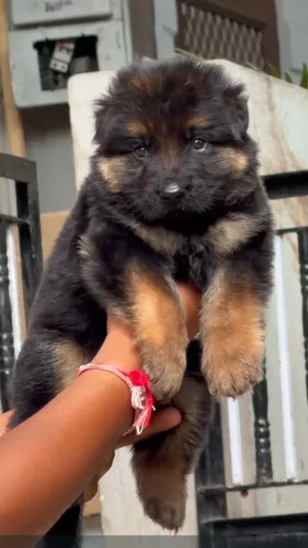 π German Shepherd Puppies Ava