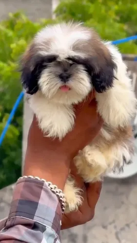 πΎ Welcome to Amit Pet Shop Na