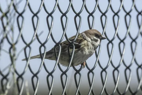 Premium Anti Pigeon & Bird Net Solutions in Jaipur