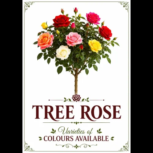 Flower Plants – Brighten your 