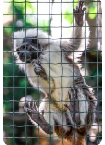 Customized Bird Netting & Monkey Protection Servic