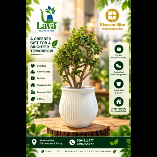 Choose healthy Tree Saplings t