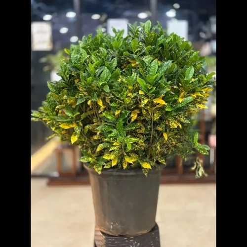 money plant near me