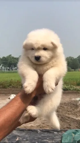 pet grooming near me