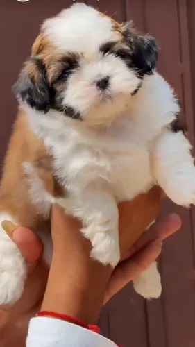 cute fluffy shih tzu puppies