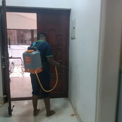 Termite Control Service Coimba