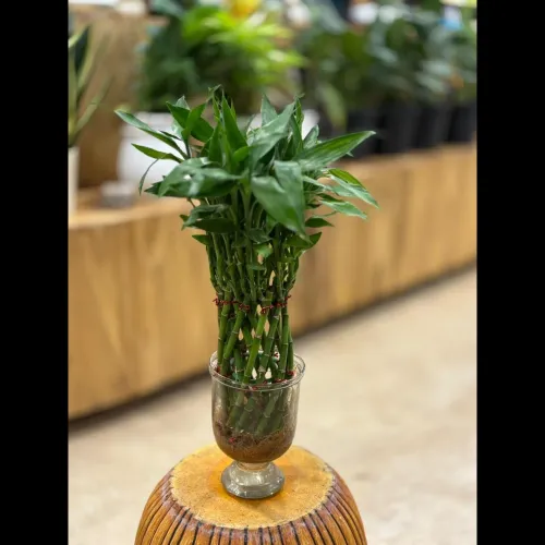 refreshing touch to any space