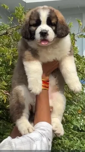 pet grooming near me