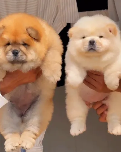 Amit Pet Shop Nagpur – Your Tr