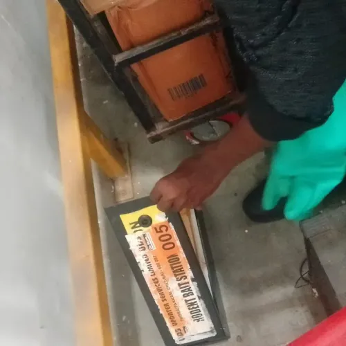 Rodent Control Service in Flip