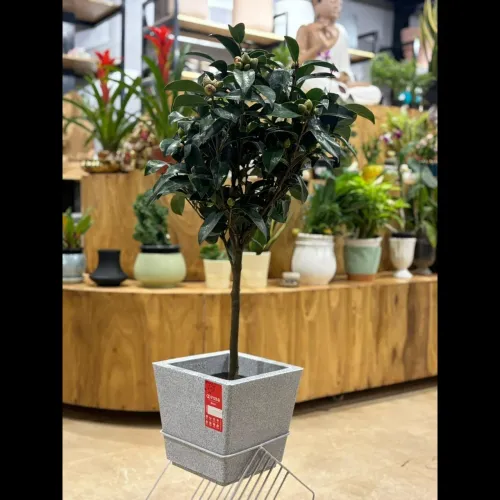 Discover the Best Plant Nurser