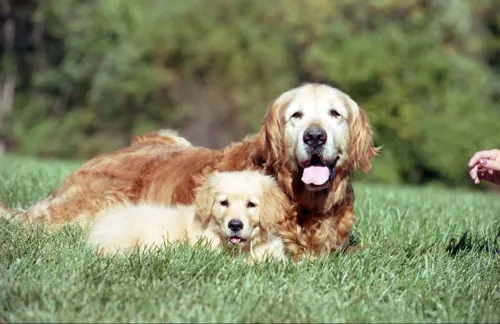Labrador Puppy Selection 
