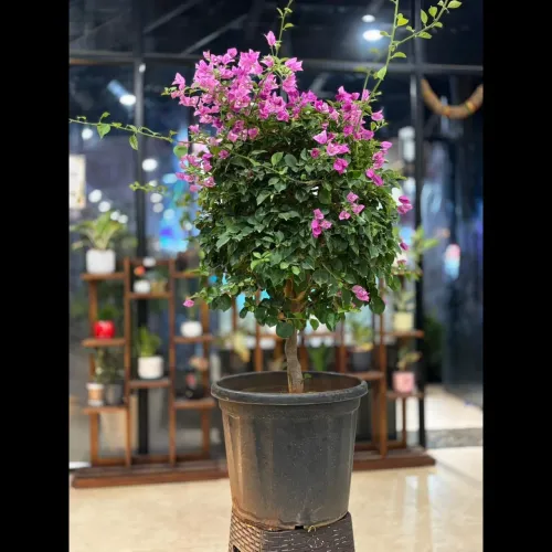 Discover a beautiful variety o