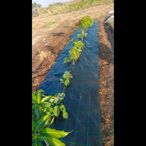 High Density Fruit Plantation Services Maharashtra