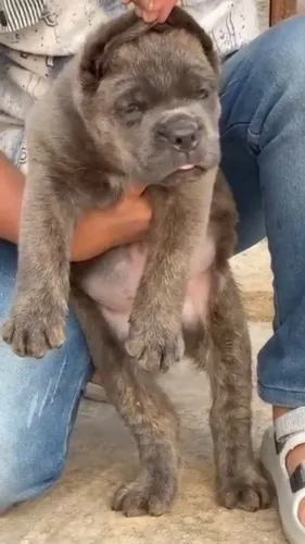 🐶 Shih Tz