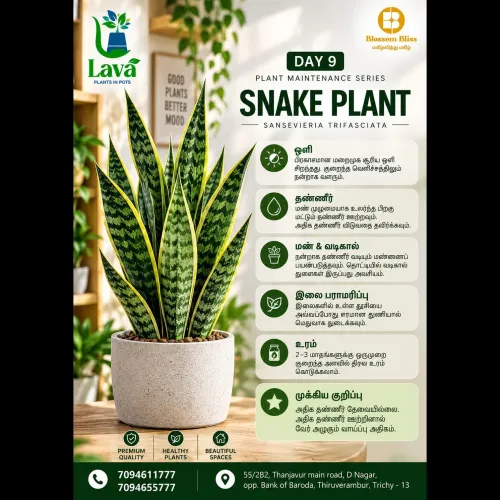 Bring home a beautiful snake p