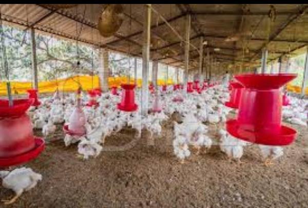 poultry project financial supp