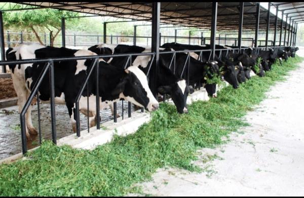 dairy farming support in india