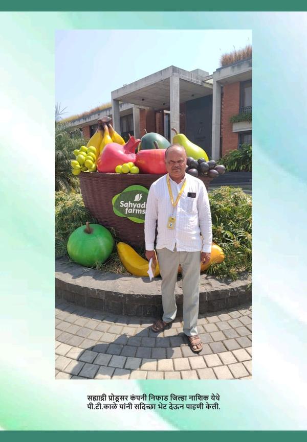 packaging industry consultant