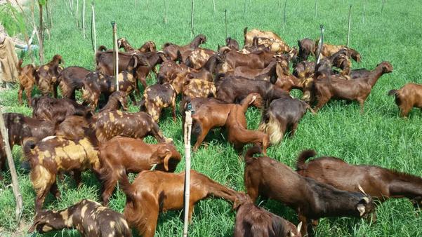 government subsidy for farming