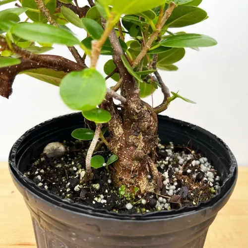 update image
