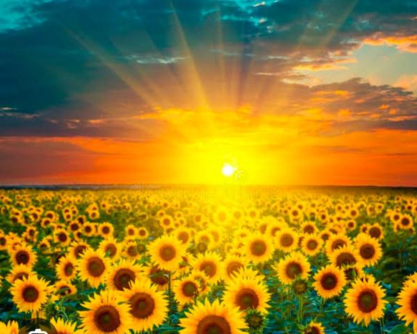 morning greetings and salutati