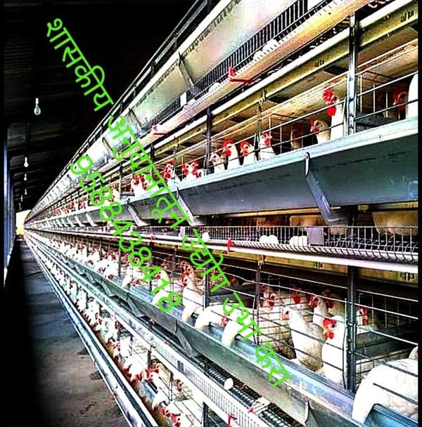 modern polyhouse rose farming 